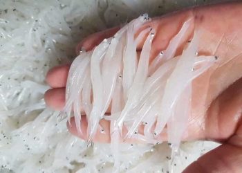 Cá ngần có thân hình dài bé nhỏ, lớp vảy cá trong veo