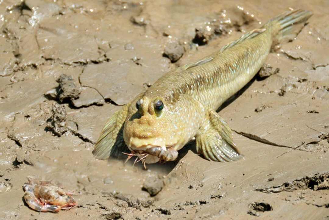 Cá thòi lòi được chế biến thành nhiều món ăn độc lạ