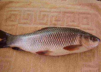 Cá trôi sinh sống ở đâu?