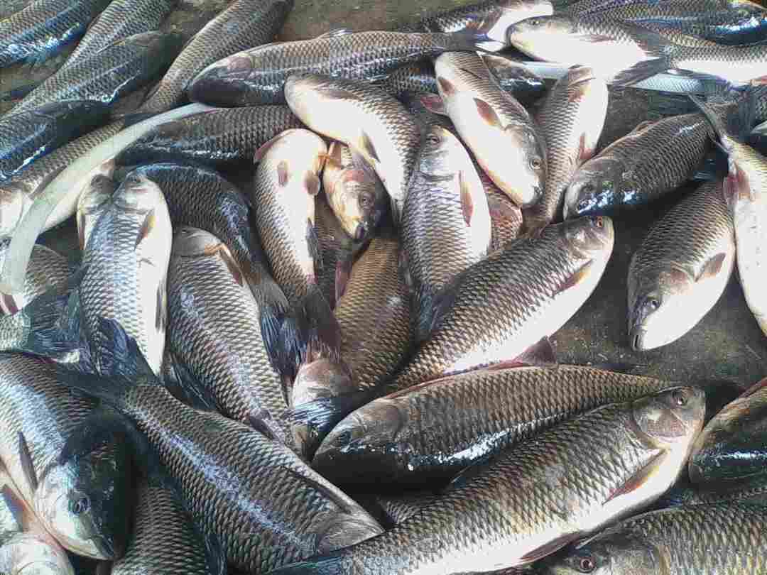 Giá cá trên thị trường