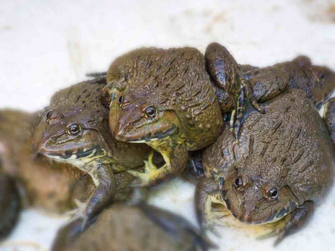 Giới thiệu sơ lược về ếch