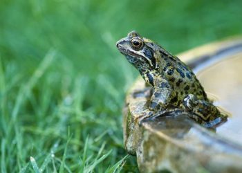 Bổ sung dưỡng chất