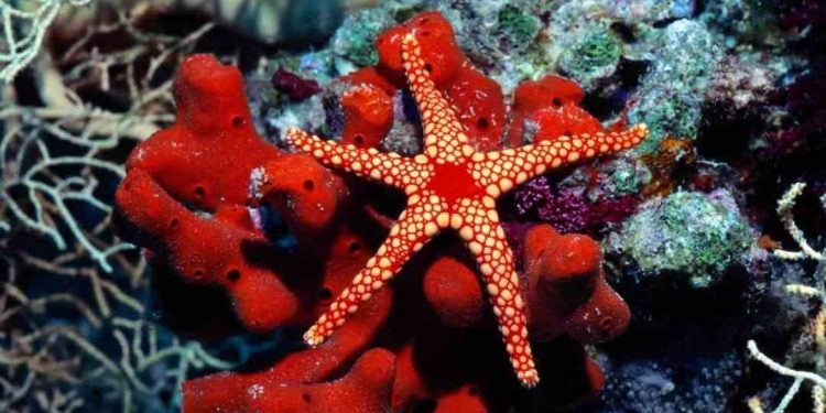 Mua sao biển có đắt không?