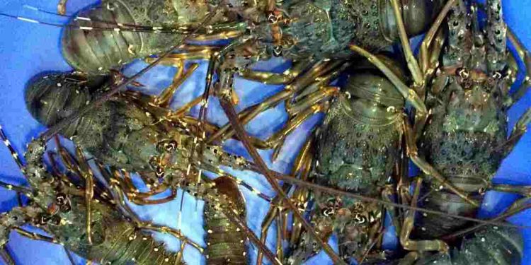 Đây là một loại hải sản được nhiều người quan tâm