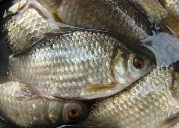 Cá diếc là loài cá nước ngọt phổ biến ở nước ta