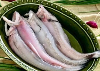 Cá khoai giàu dinh dưỡng, có nhiều lợi ích cho sức khỏe