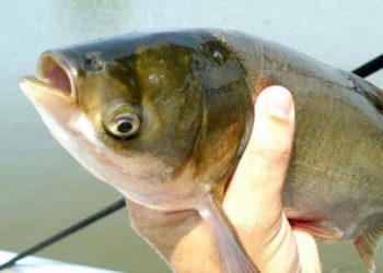 Cá mè là loài cá nước ngọt phổ biến ở Việt Nam