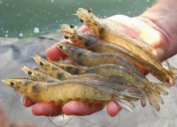 Tôm đất sống ở vùng nước ngọt hoặc nước lợ