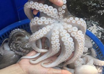 Bạch tuộc là loài rất thông minh với khả năng học hỏi