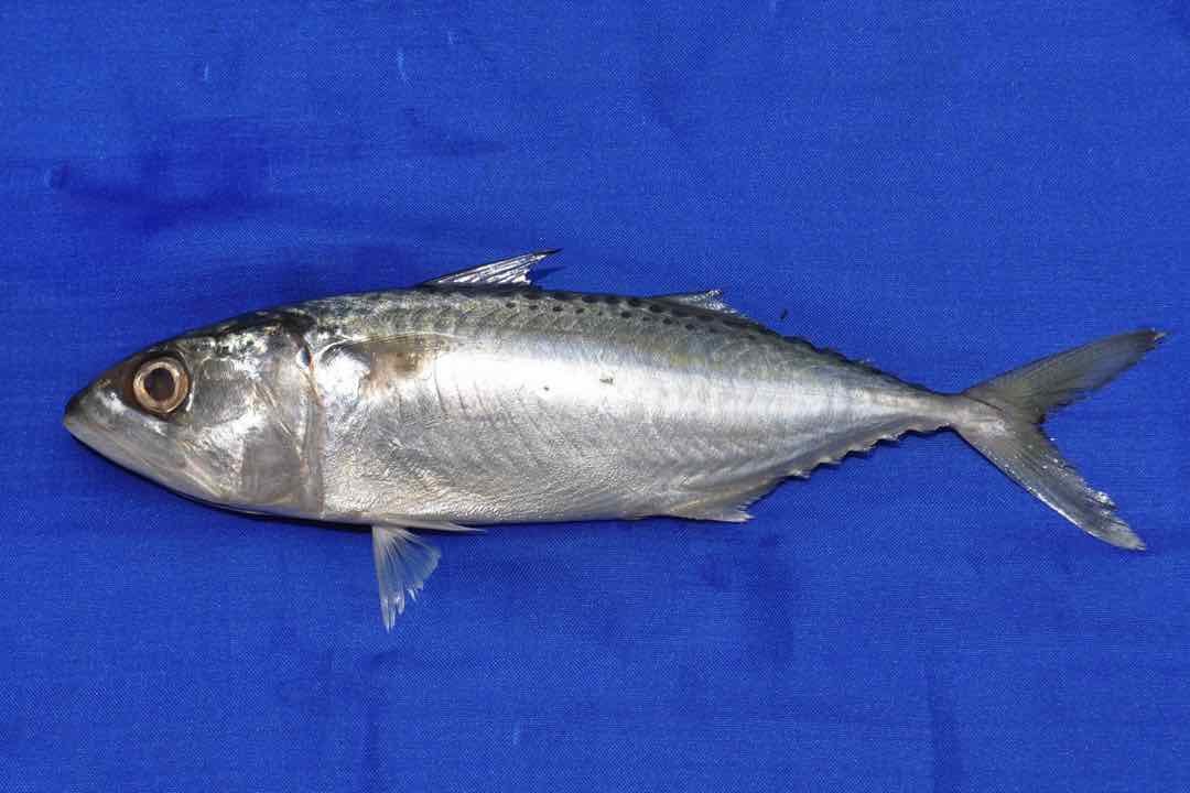 Cá bạc má thuộc loại cá nào? 