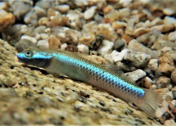 Cá bống có kích thước nhỏ và tương đối dễ nhận biết 