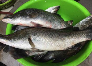 Loài cá có giá trị kinh tế cao ít ai biết đến