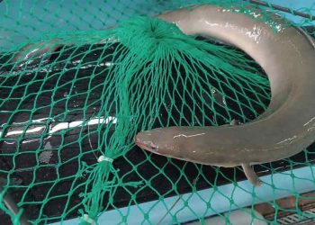 Nguyên liệu chính làm nên những món ăn đặc sản