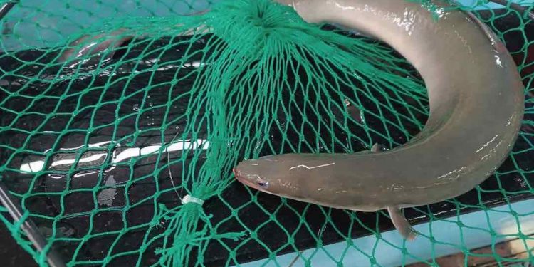 Nguyên liệu chính làm nên những món ăn đặc sản