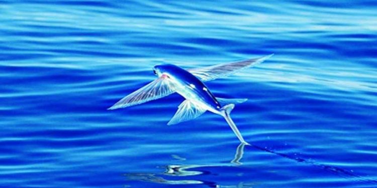 Cá chuồn sống ở vùng biển nhiệt đới hay cận nhiệt đới