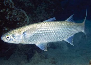 Cá đối xuất hiện nhiều ở những vùng khí hậu nhiệt đới ấm áp 