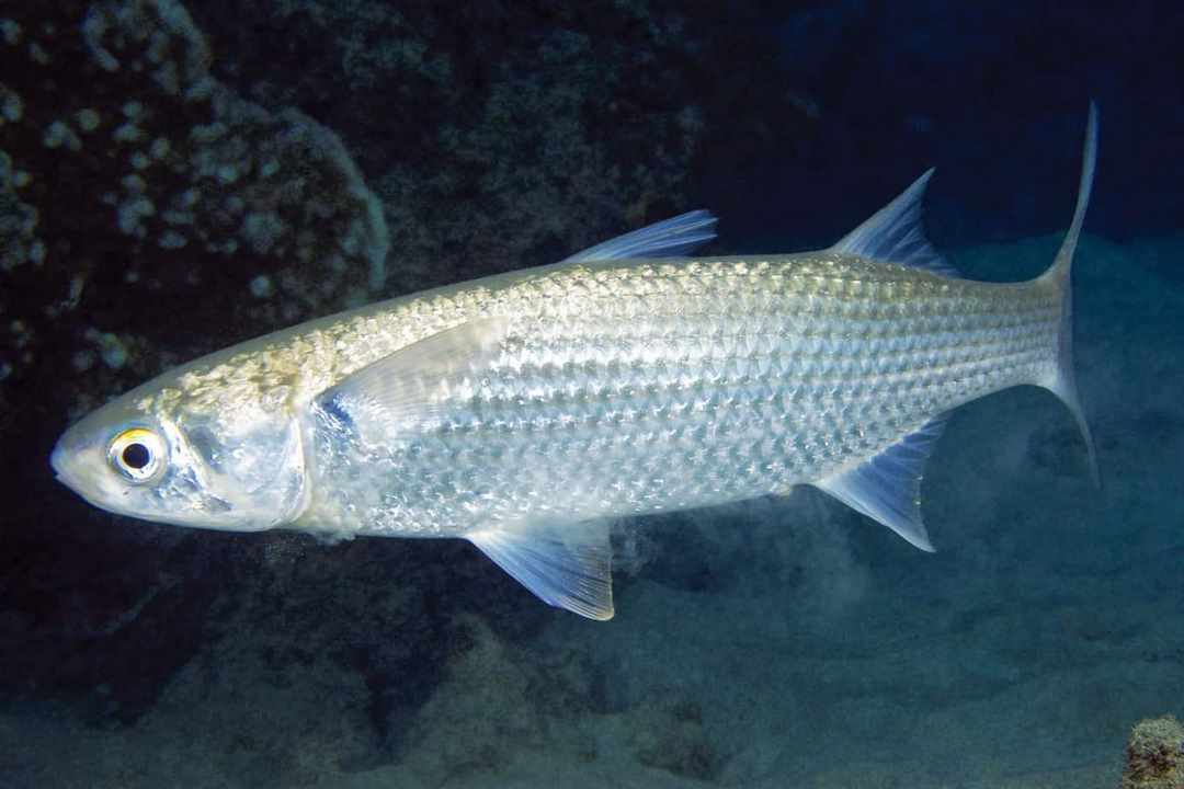 Cá đối xuất hiện nhiều ở những vùng khí hậu nhiệt đới ấm áp 