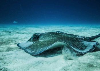 Loài cá biển có thể chế biến thành nhiều món ngon