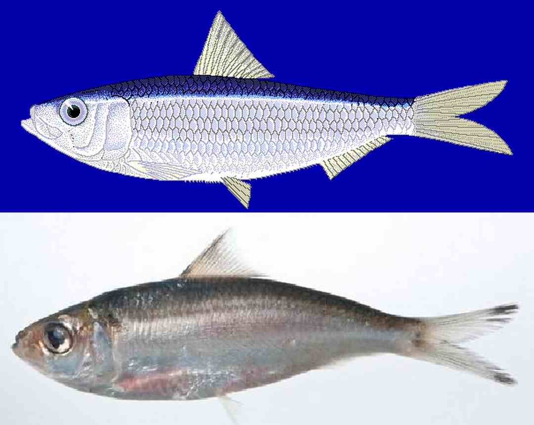 Loài cá này có nguồn gốc từ rất lâu đời