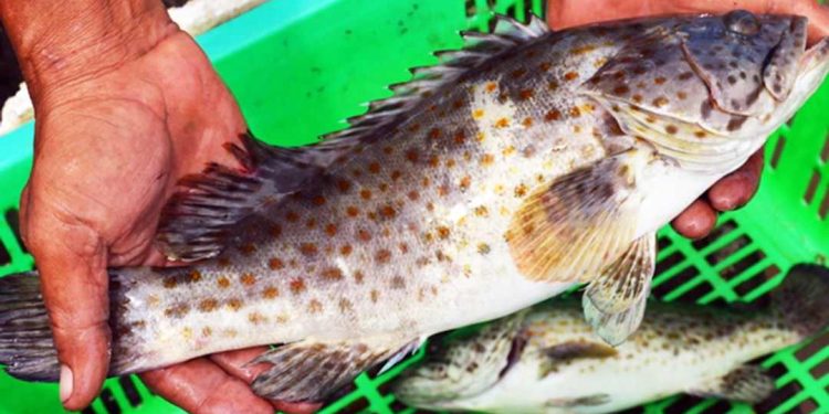 Loại cá dữ sống nhiều ở khu vực biển nóng châu Á - Thái Bình Dương