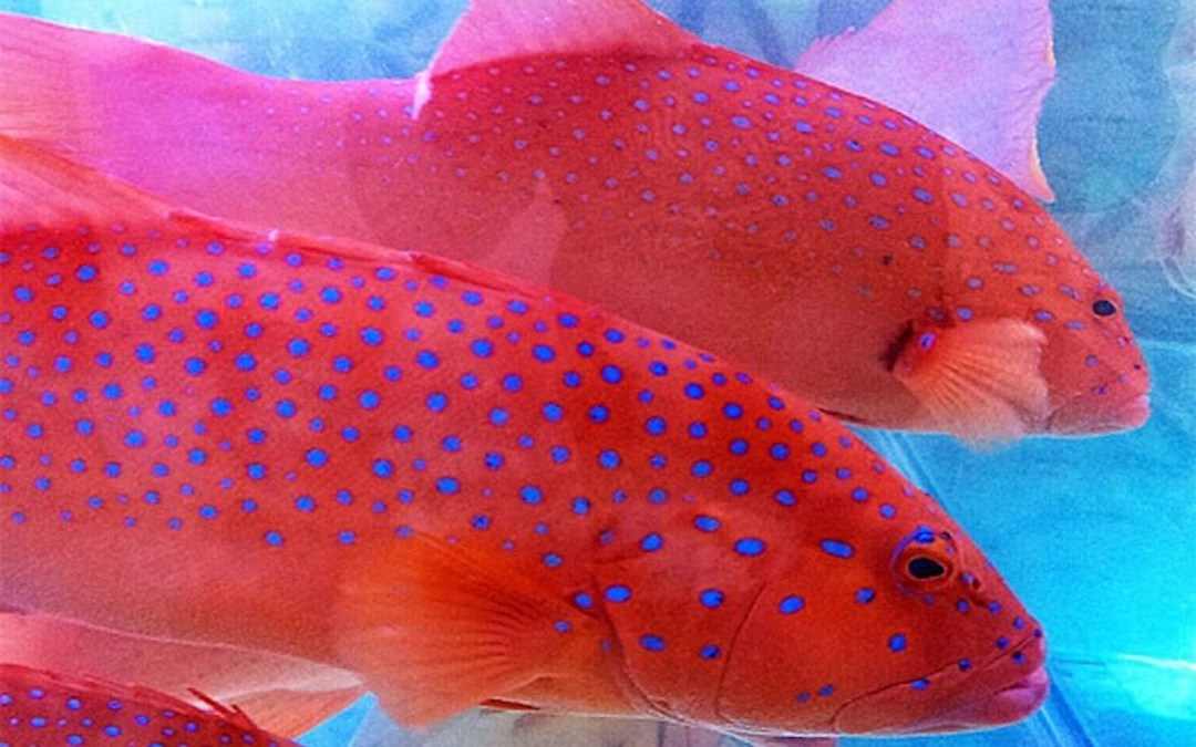 Cá mú đỏ có màu đỏ cực kỳ đẹp mắt