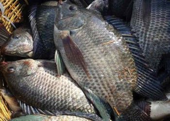 Loài cá quen thuộc trong mỗi bữa cơm gia đình
