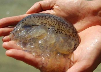 Sứa hay còn được gọi với tên là sưa sứa