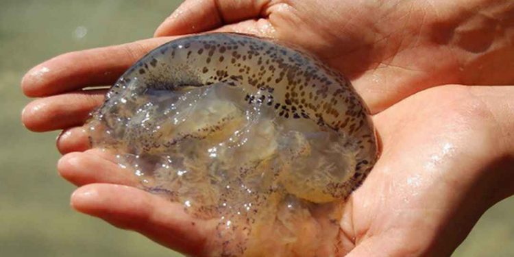 Sứa hay còn được gọi với tên là sưa sứa