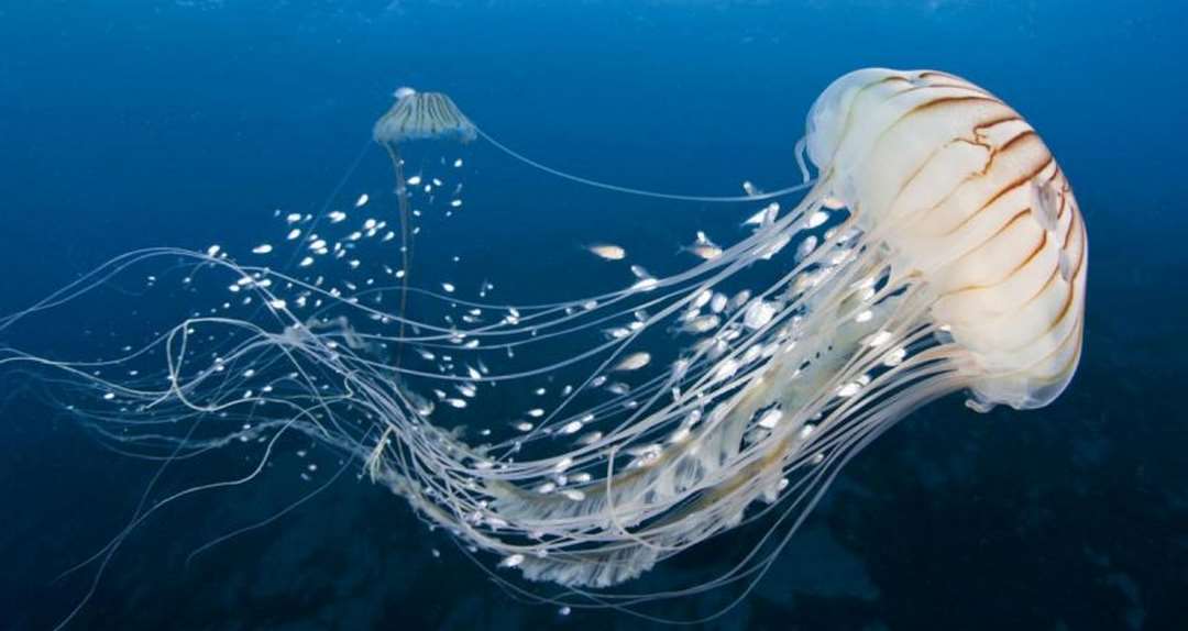 Chúng ta thường sẽ thấy sứa xuất hiện ở ven vùng biển