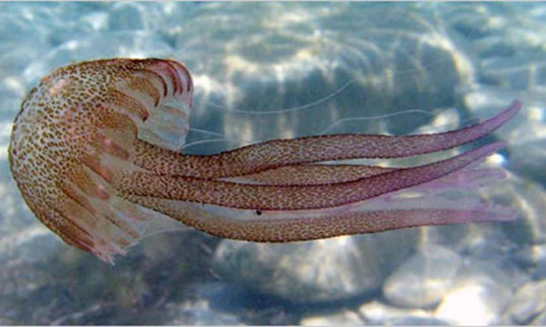 Trong mỗi con sứa biển có rất nhiều thành phần collagen 