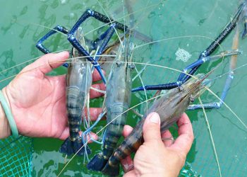 Nồi lẩu nghi ngút khói với những con tôm đang nhảy tanh tách