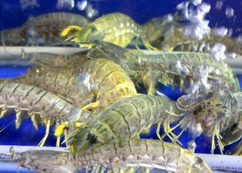  Tôm tít được bán ở nhiều nơi với các mức giá khác nhau