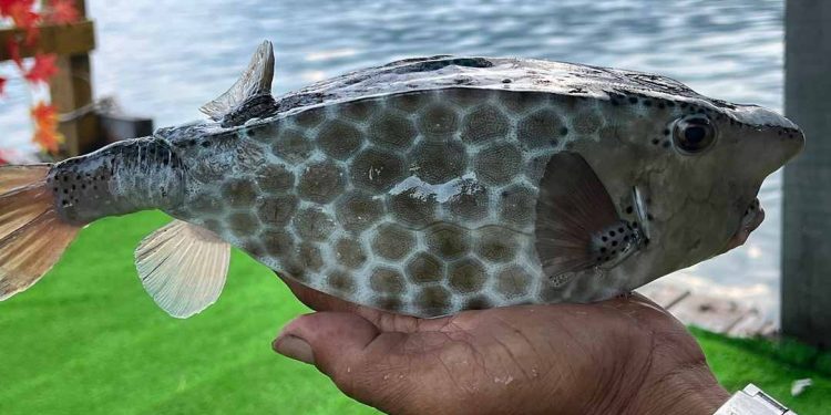 Thông tin về cá bò hòm