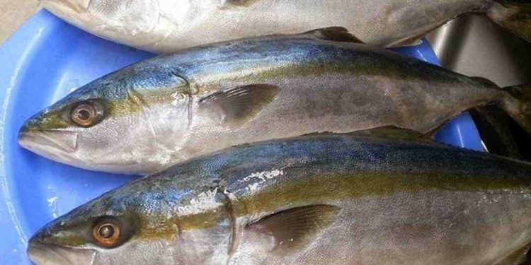 Cá cam sọc, hay cá cam, cá cu, tên tiếng Anh: Greater amberjack