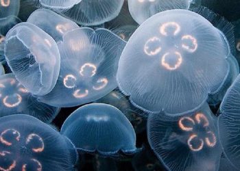 Sứa là gì? Ăn có tốt không?