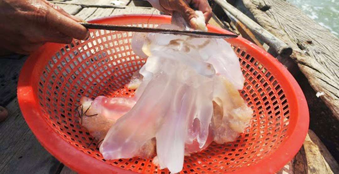 Cách sơ chế sứa không tanh, sạch, an toàn