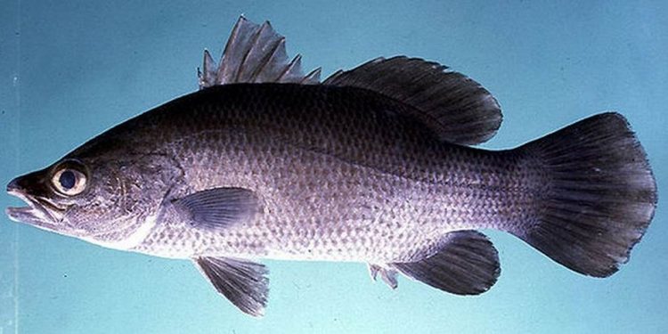 Cá chẽm giá bao nhiêu 1kg?