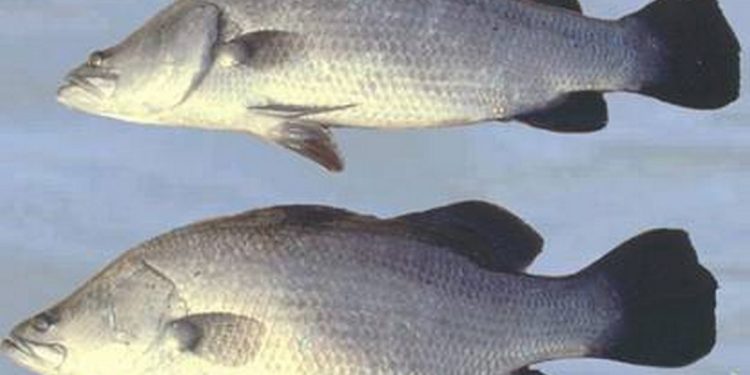 Chuẩn bị ao nuôi cá vược