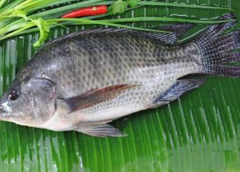 Cách nấu cá rô phi với dưa chua