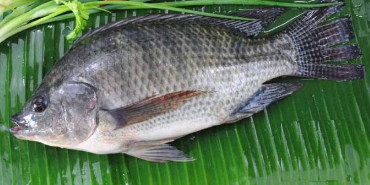 Cách nấu cá rô phi với dưa chua