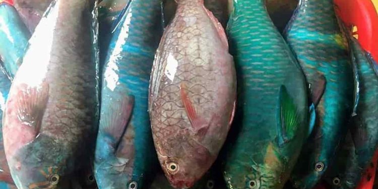 Hướng dẫn cách chọn cá mó tươi ngon