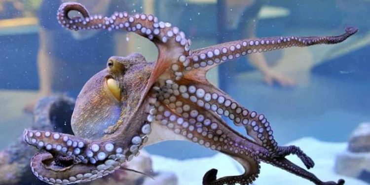 Cách làm bạch tuộc hấp