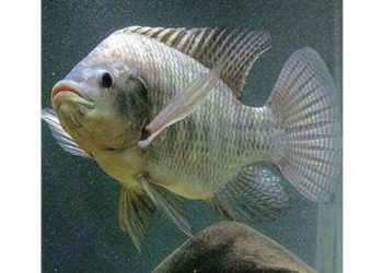 Cách chọn loài cá rô phi phù hợp để nuôi