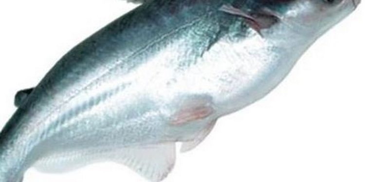 Cách nuôi cá Basa tốt nhất