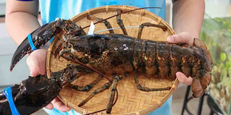 Địa chỉ bán tôm hùm Alaska tại Hà Nội