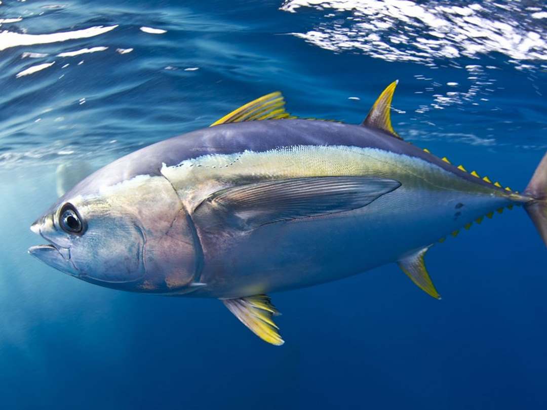 Cách dùng cá ngừ tươi để nấu ăn an toàn