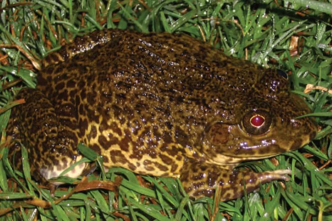 Đặc điểm của loài ếch