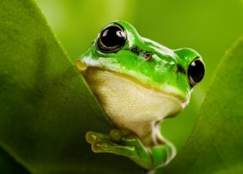 Ăn thịt ếch có nguy cơ nhiễm giun sán