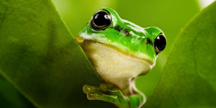 Ăn thịt ếch có nguy cơ nhiễm giun sán