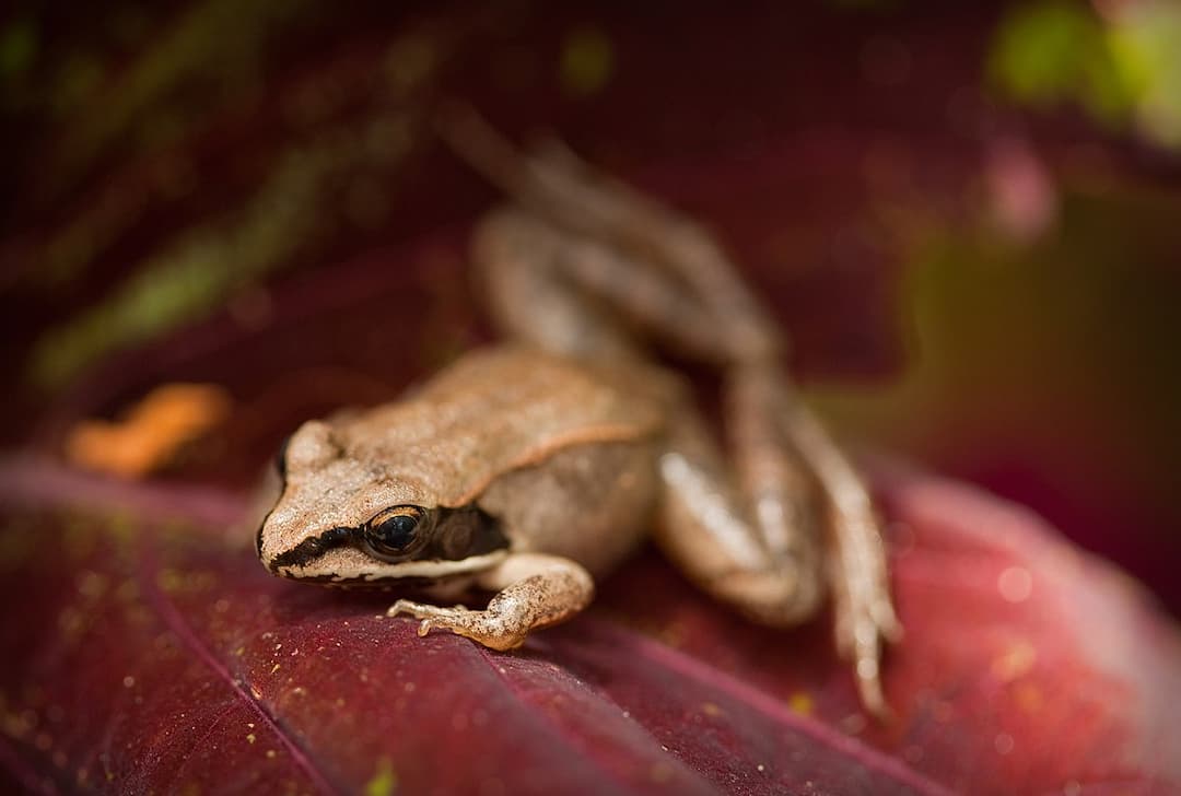 Các loại ếch thường ăn các loài sâu bọ